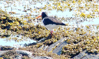 oystercatcher