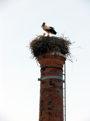 Storks