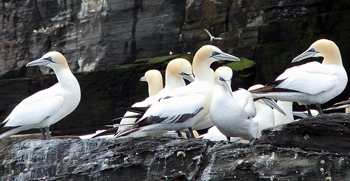 Gannets