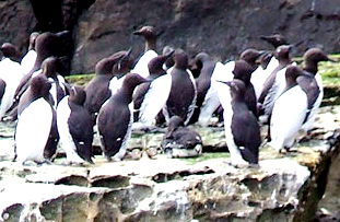 Guillemots