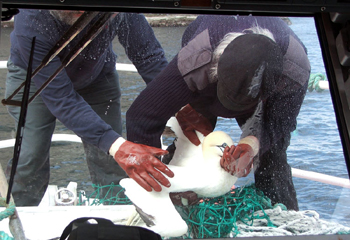 Gannet rescue